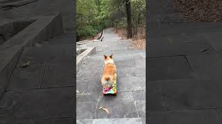 cute corgi dog rides a skateboard (@pet.food.suppliers)