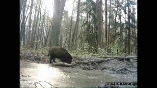 Leśne bajorko (babrzysko) | Forest swamp | Лесное болото