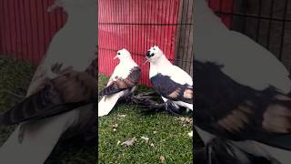 Swallow Pigeon Chicks|| #foryou #foryouvideo #viral #viralvideo #youtubeshorts #trending #reels