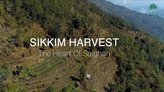 Sikkim Harvest