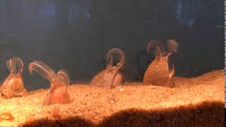 Pacific Mole Crabs Filter Feeding