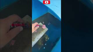 Man hand FEEDING DEADLY ALLIGATOR GETS FINGER RIPPED OFF!!! #tiktok #trending #viral #trendingshorts