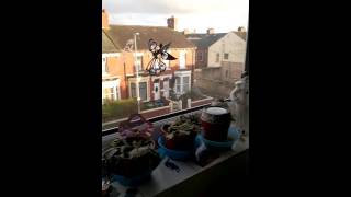 Some Crazy Idiot Climbing Out of His Window!