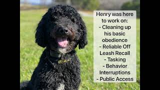 Henry's Service Dog Training | Chattanooga Tennessee