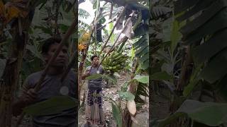 How to harvesting are banana #ep -261 #Short #trending #vairal #banana #food  #agro 🍌🍌