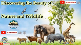 Discovering the Beauty of Nature and Wildlife #nature #wildlife #viralvideo #viral #natural #animals