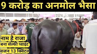 कोई नहीं टक्कर में, 9 करोड का भैसा आया जयपुर किसान मेले में | A Bull Worth 9 Crores | Murrah Bull