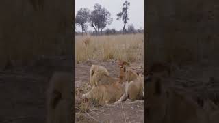 Ep1 Lion kill unedited lion animals