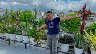 Terrace Garden 🪴 - Rearrangement almost done #vlog133