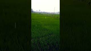 Ngiyub di sawah pas hujan