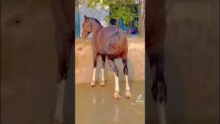 Horses 🐴🐎🐴 Beauty 😍 .