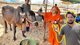 हमारे गौग्राम मैं आयी ब्लैक गोल्ड कैसी लगी 😱😱😱 #baawalechorevlogs #blackgir #shyamkapila #cowvlog