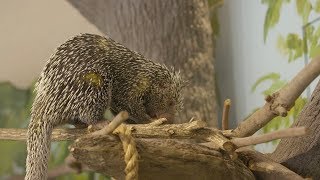 Meet the Stars of St Louis Zoo