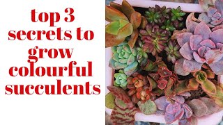 TOP 3 Secrets on How to  GROW COLORFUL SUCCULENTS