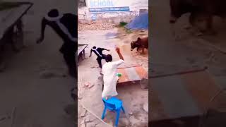 Qurbani 2023 💥 dangerous bull 😡 qurbani 😱 #shortvideo #youtubeshorts #youtubeshorts #viral #2023