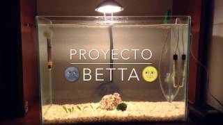 ACUARIO PARA BETTA ( NUEVO PROYECTO) 😝