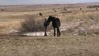 Shadow Arrives at Poole Ranch