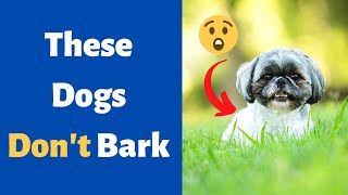 Why Some Dog Breeds Rarely Bark? Why is it So? [Shocking Revelation]