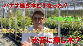 【質問コーナ2】バナナ接ぎ木のその後？苗がひょろひょろになる原因？水苔に挿し木？などなど