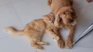 CAT AND DOG UNIQUE FRIENDSHIP | An awesome bonding, Cuteness Overload #shorts