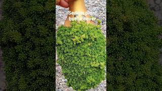 Sedum plant bottle cover# sedum succulent in bottle#carpet plant#sedum#shorts