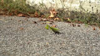 Mantis cleaning its face | FREE DOWNLOAD #NoCopyright 4k #StockFootage