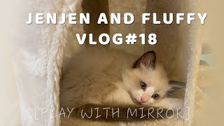 Fluffy and JenJen Vlog #18 | Fluffy played with mirror | Ragdoll and Poodle | Kitten and Dog|貴賓狗與布偶貓