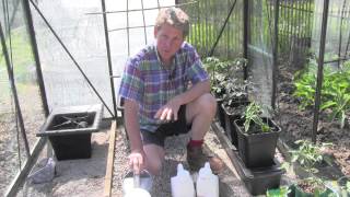 GROWING  GARDENERS DELIGHT TOMATOES