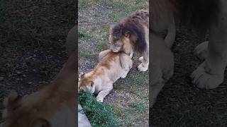 A lion flushes A lion.Lion love #shorts#animals #Lions