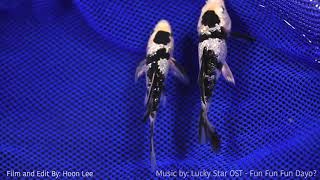 Nearly Identical Shiro Bekko Koi