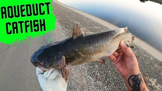 California Aqueduct Catfish always seems to be biting