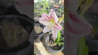 Moon Scene Amaryllis lily... #moonscene #beauty #amaryllis #lilyflower #love #moon #jvgarden