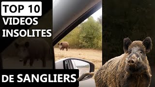 BEST-OF des meilleures vidéos de SANGLIERS INSOLITES