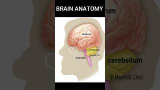 BRAIN ANATOMY