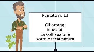 Video Corso di Orticoltura - Puntata n. 11 - Ortaggi innestati. La coltivazione sotto pacciamatura.