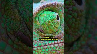 A lizard with super-powered tongue! #chameleon #wildlife #lizards #wildlife #animals #nature