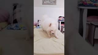 I Miss U Falcon.Follow IG@falcon_samoyed  #samoyed  #dogsoftiktok