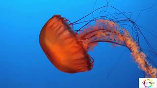 The Mysteries of Jelly fish #sciencefacts #science #weirdanimals #extinctspecies