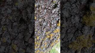 Fire Ant Alone On Tree