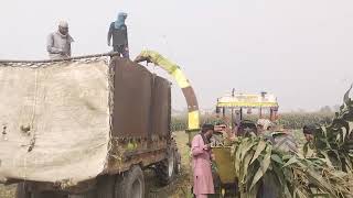 making silage for animals