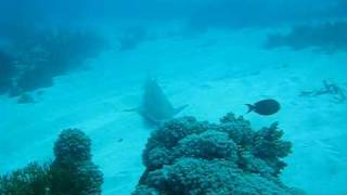 Leopard Shark TBay 2: Snorkelling Great Barrier Reef.AVI