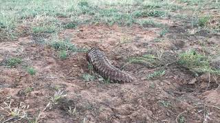 Pangolin ("Ietermagog") Uncurling and Walking Away (20180526)