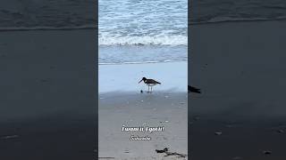 Birds by the ocean. Atlantic City beach and the boardwalk. #beach #birds #birdwatching