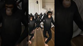 #monkey #dancing