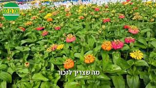 ציניות תפרחות קיציות יפות