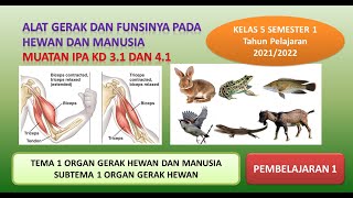 ORGAN GERAK HEWAN DAN MANUSIA #kelas5 #organgerakhewandanmanusia #tema1 #subtema1 #dadangwahyudin