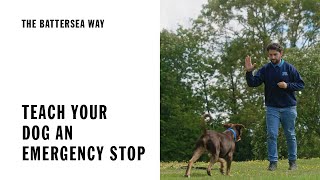 Teach your dog an emergency stop | The Battersea Way