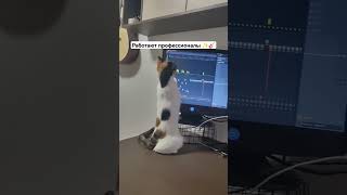 Работаем над новой песней🐱 #cat #musician #flstudio #catpiano