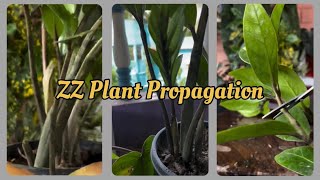 We Tested Every ZZ Plant Propagation Method