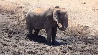 Adorably a baby Elephant decides  taking a mud shower in the middle of the Savannah of Africa